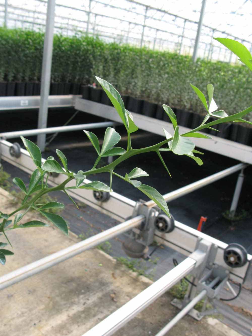            Leaves (Phillip Rucks Citrus Nursery, Frostproof, FL)   